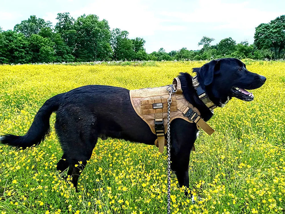 Large Dog Harness Collar Leash Set